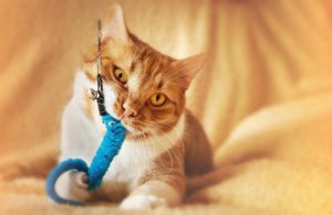 Toys For Adult Cats