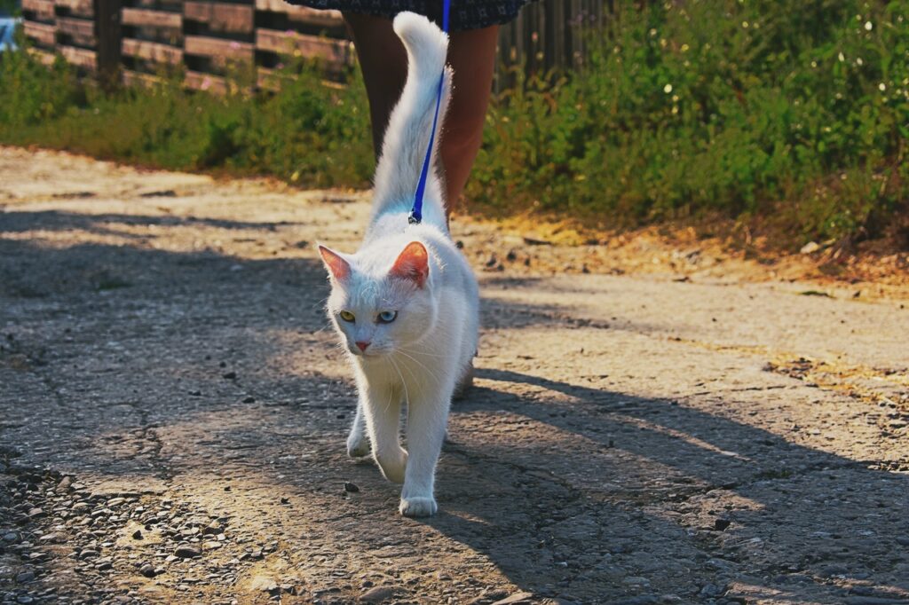 how to teach a cat to walk on a leash