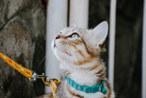 Train your cat to walk on a leash