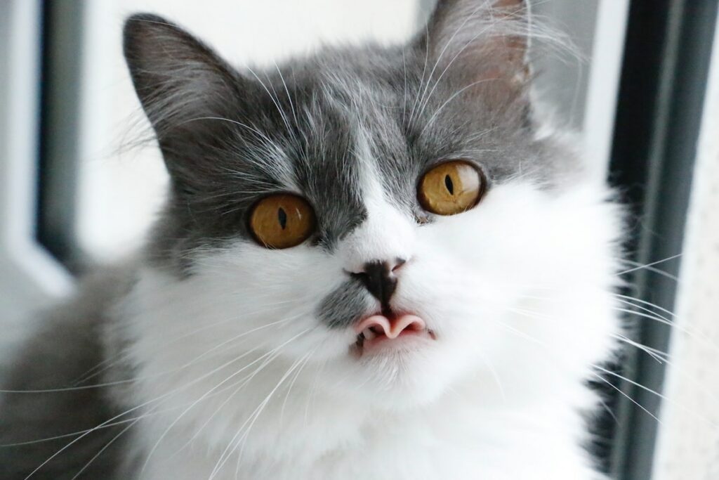 Reasons why your Cat is Drooling