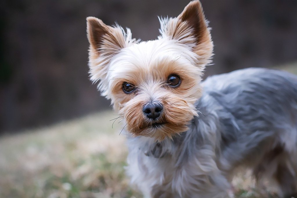 Yorkie Yorkshire Terrier - Best dog breeds for small apartments
