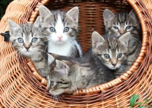 a basket full of kittens