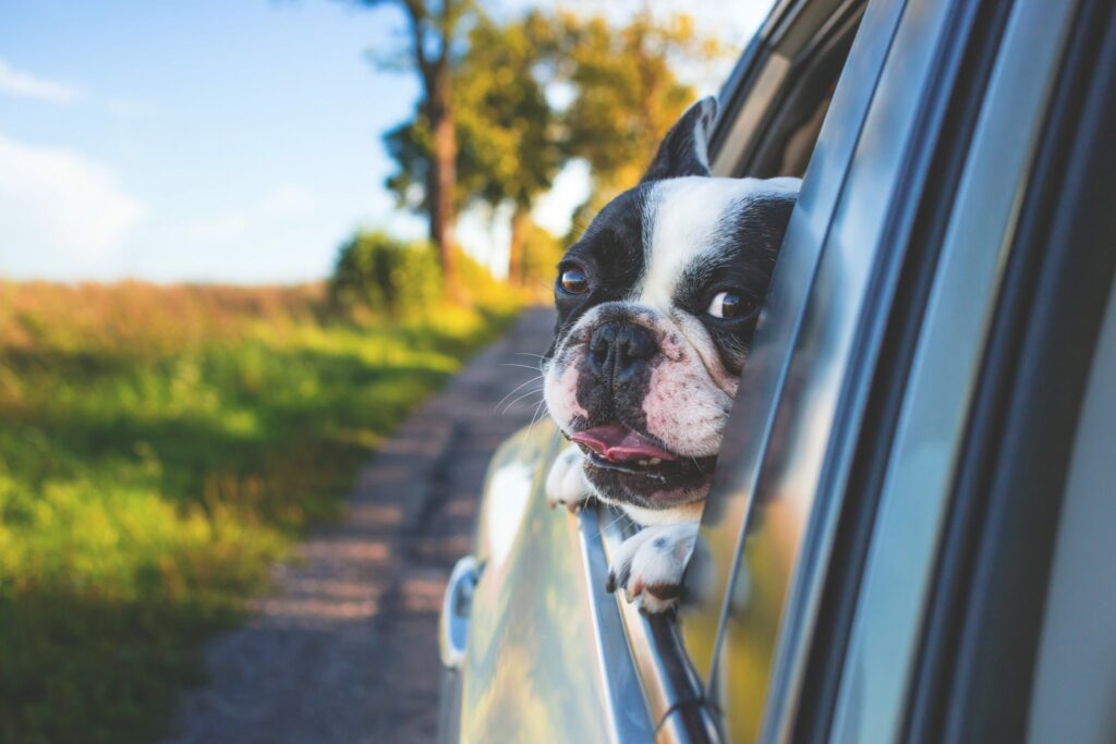Dog travelling in a car
