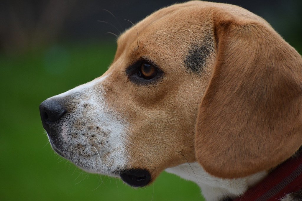 beagle dog breed - head shot