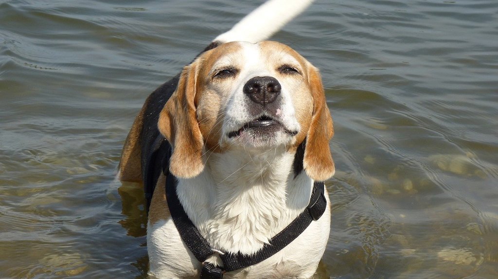 beagle dog breed in the water