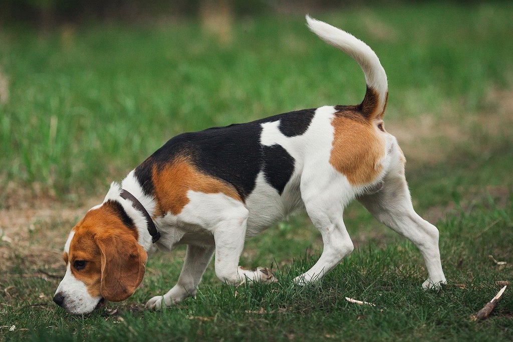 beagle dog breed on a leash sniffing