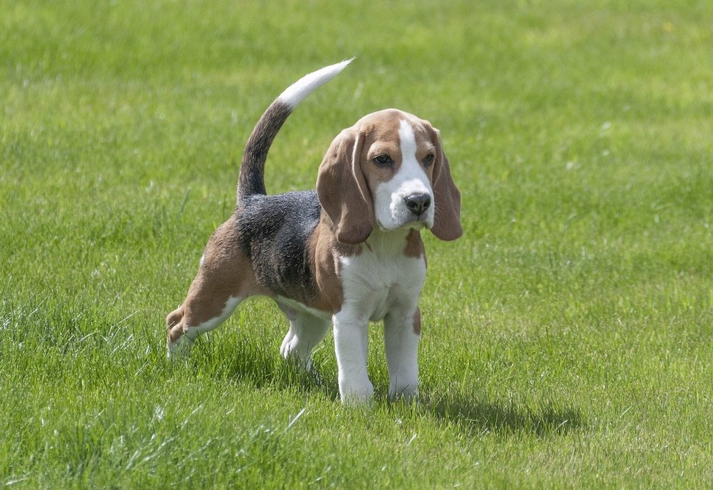 beagle dog breed on a leash