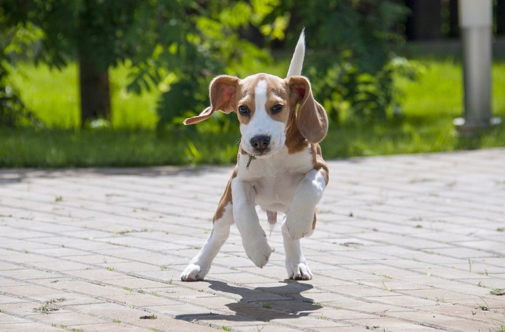 boisterous prancing beagle