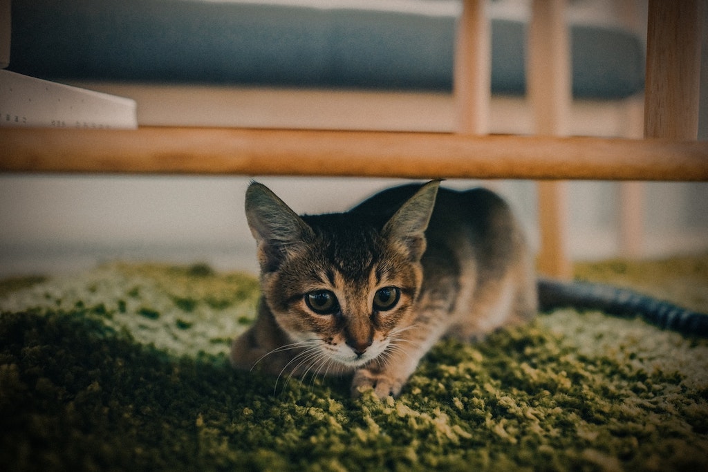 cancer in cats - can hiding under a table