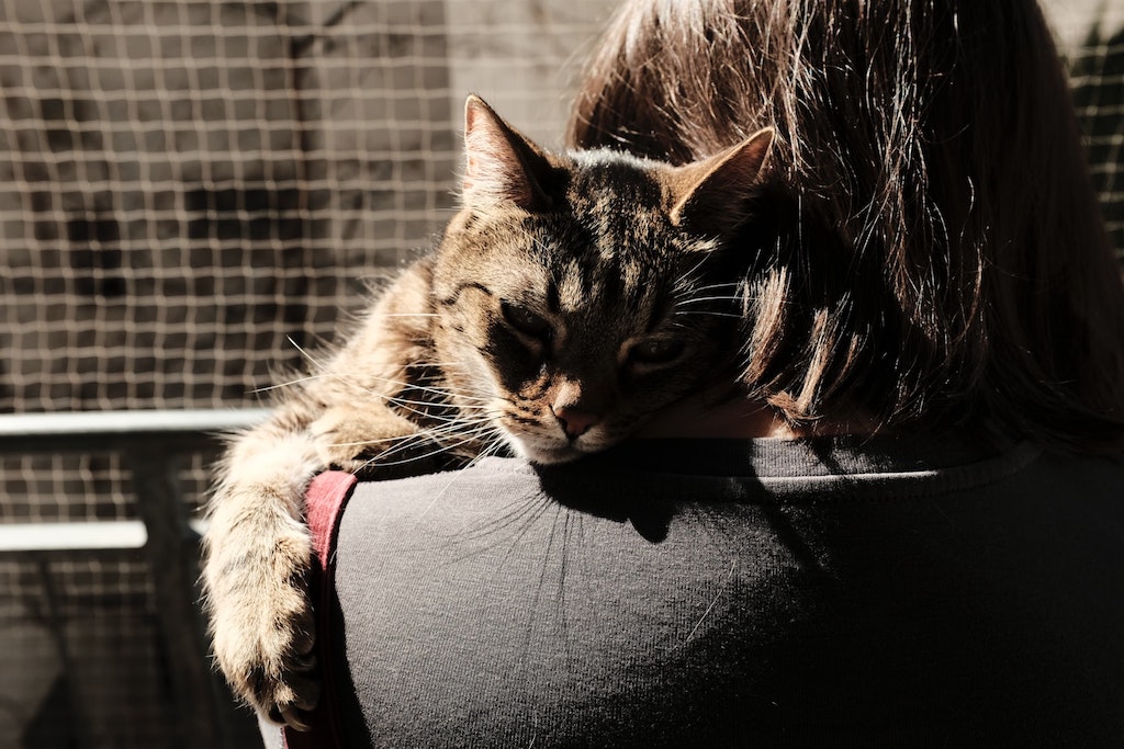 cancer in cats - cat resting on the shoulders of a woman