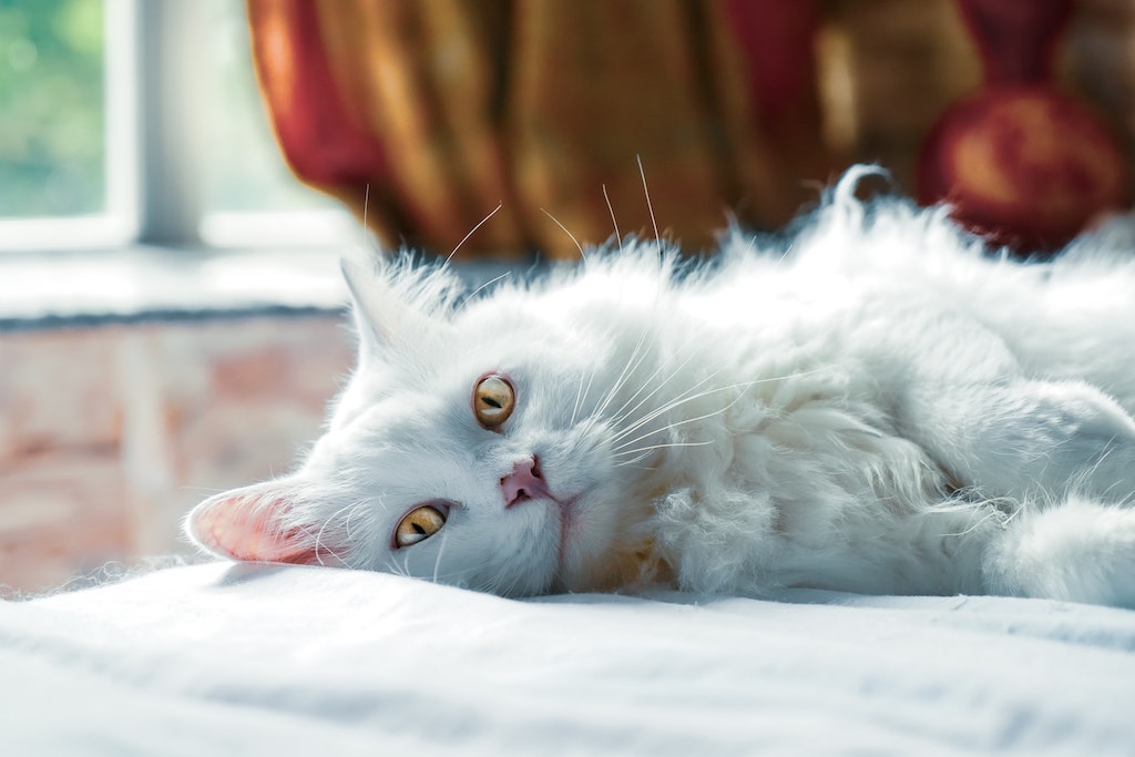 cancer in cats - white cat lying on the side
