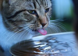 cat kidney disease - cat drinking water