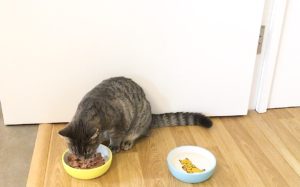 How to Feed Your Cat for a healthy diet  - cat eating food
