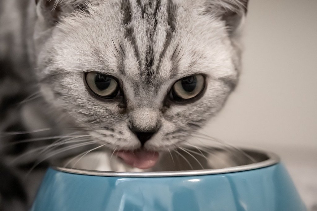 cat diarrhea - cat eating from a bowl