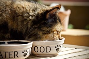 cat eating from a cat food bowl
