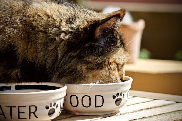 obesity in cats - cat food bowl
