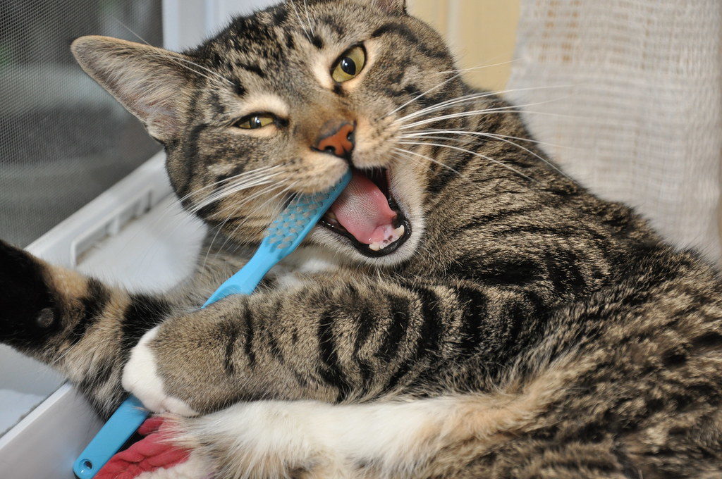 Proper Cat Dental Care: How to Clean Your Cat's Teeth