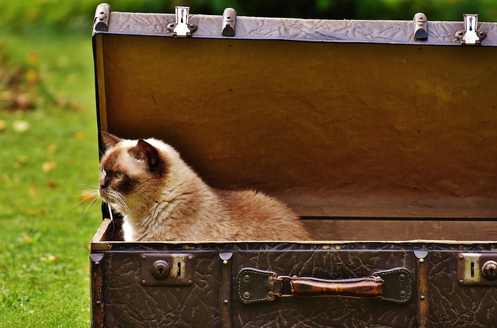 cat hotels and cat sitting - cat in a suitcase