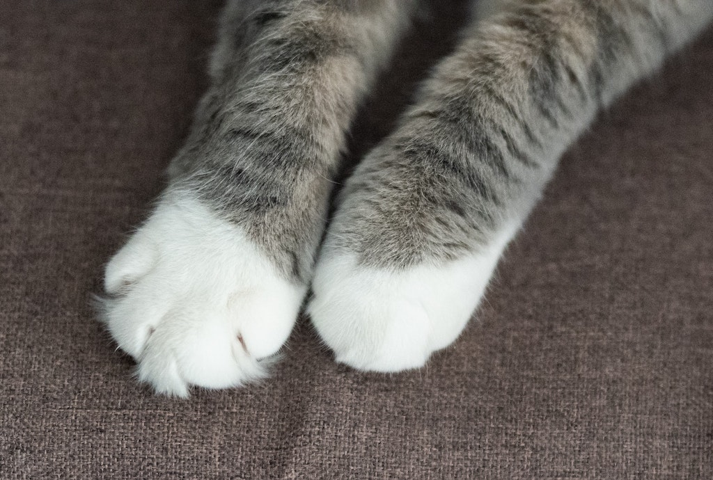 cat kneading - cat paws