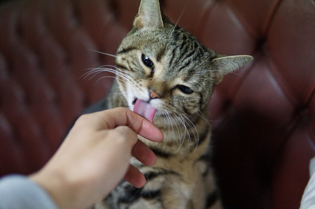 cat licking a hand