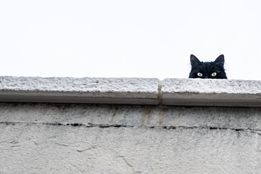 cat on a roof