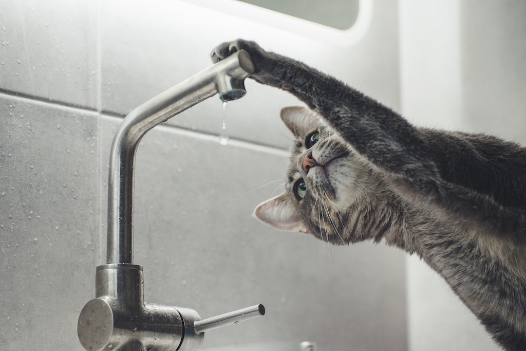 cat playing withtap in the sink