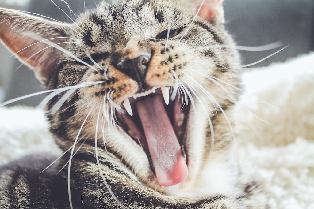 Proper Cat Dental Care: How to Clean Your Cat's Teeth