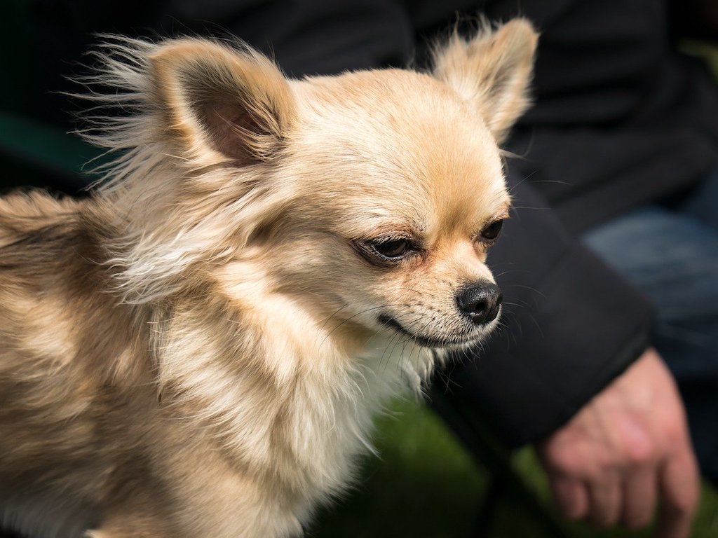 chihuahua miniature dog breed 2