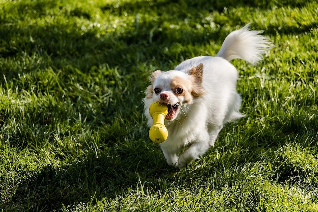 chihuahua running with a toy