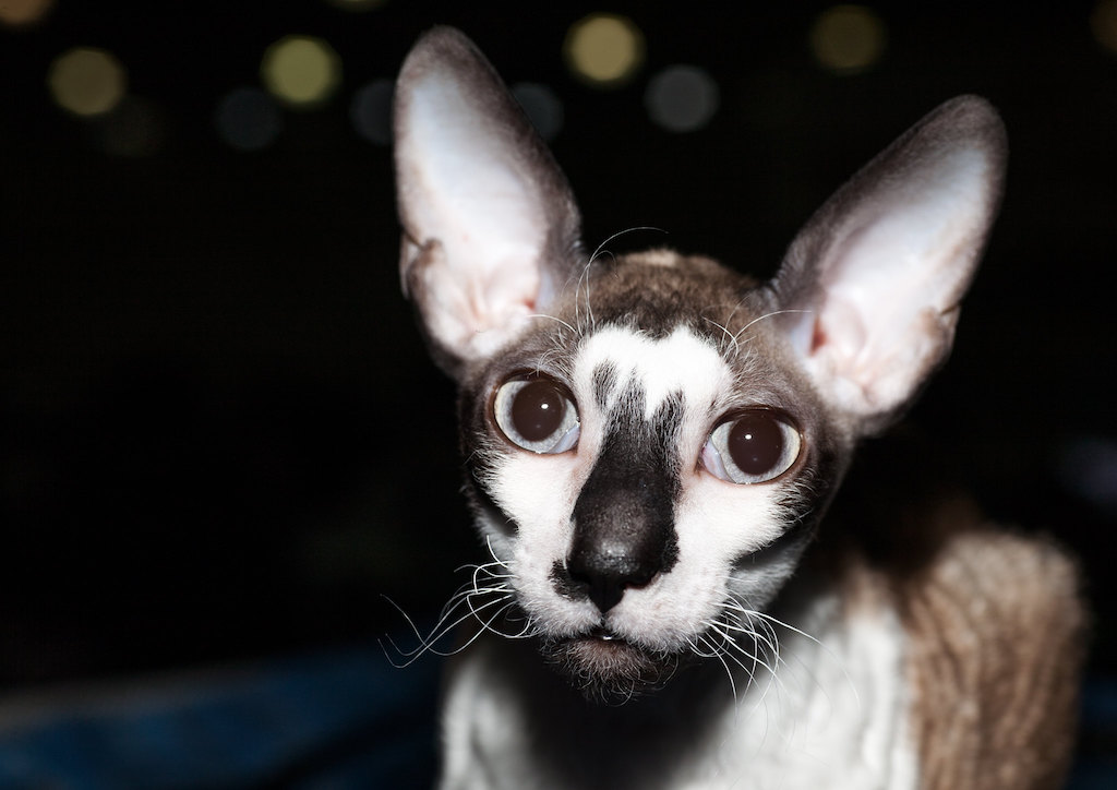 The Best Cat Breeds for Children and Babies - cornish rex