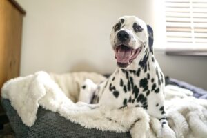 dalmatian in a dog bed