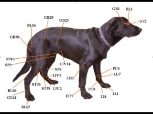 dog acupuncture pressure points
