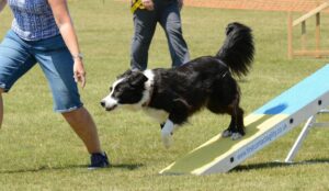 dog agility jump