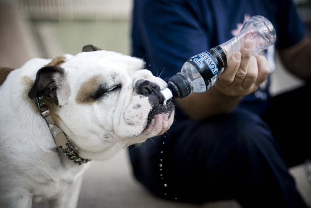 dog drinking water from a bottle in the summer