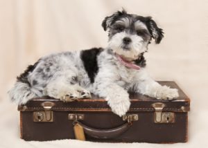 dog in a suitcase for travel
