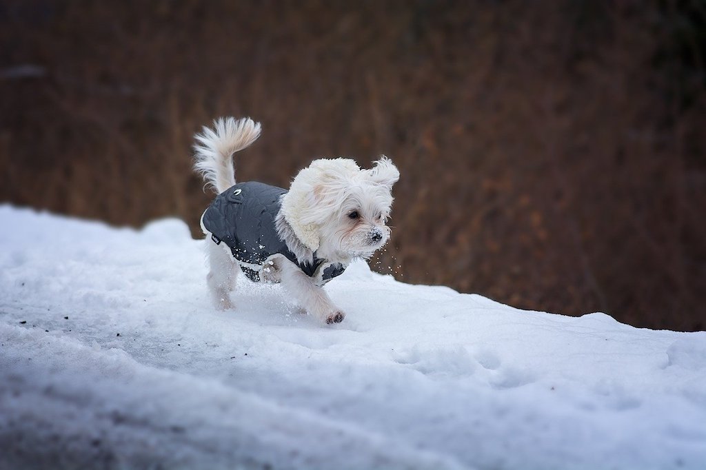 dog in winter