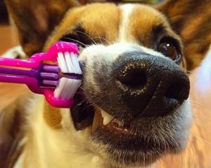 dog teeth cleaning with a toothbrush