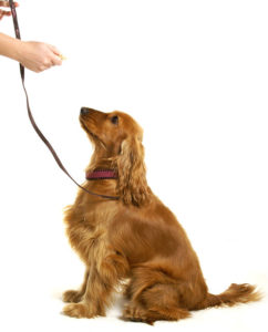 Dog Obedience Training - Teaching a dog to sit using food