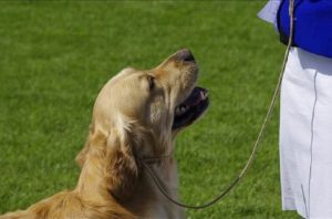 Dog Obedience Training - dog training on a leash