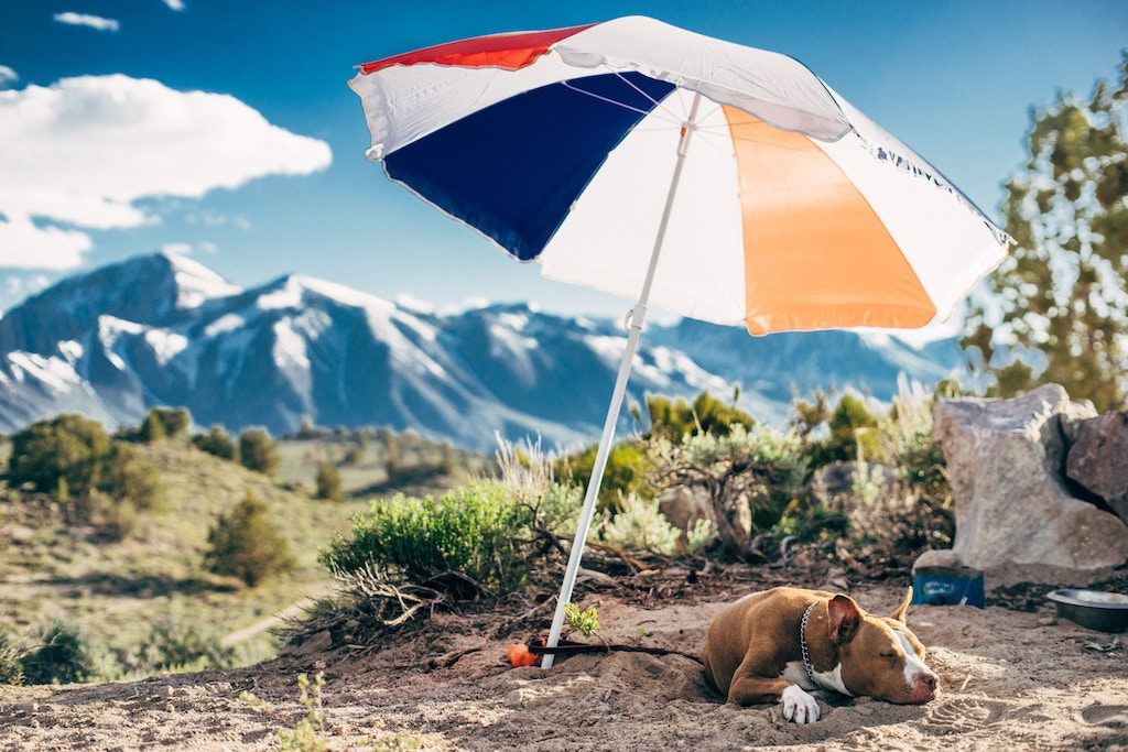 dog under the umbrella in the summer