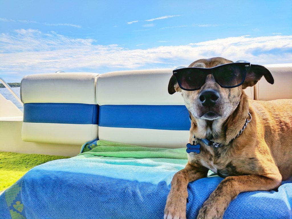dog wearing sunglasses on the beach in the summer
