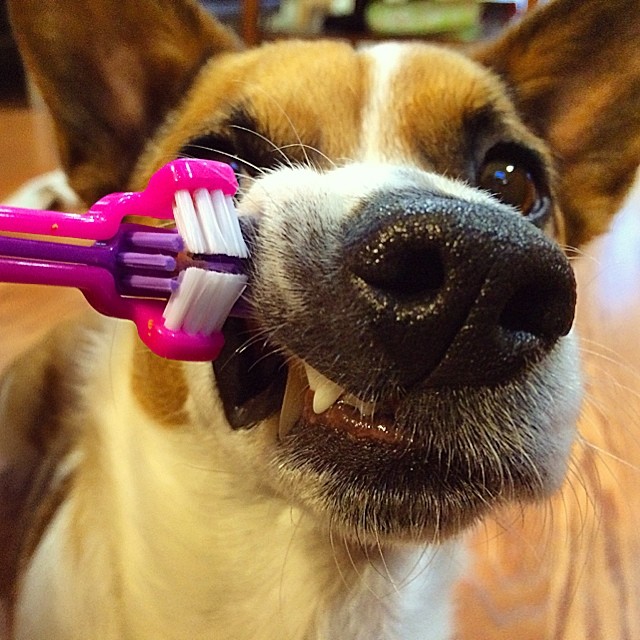 dog with a toothbrush