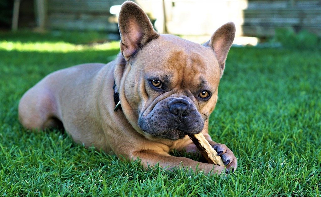 french bulldog dog breed - dog chewing on a stick