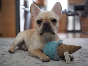 french bulldog puppy with a toy