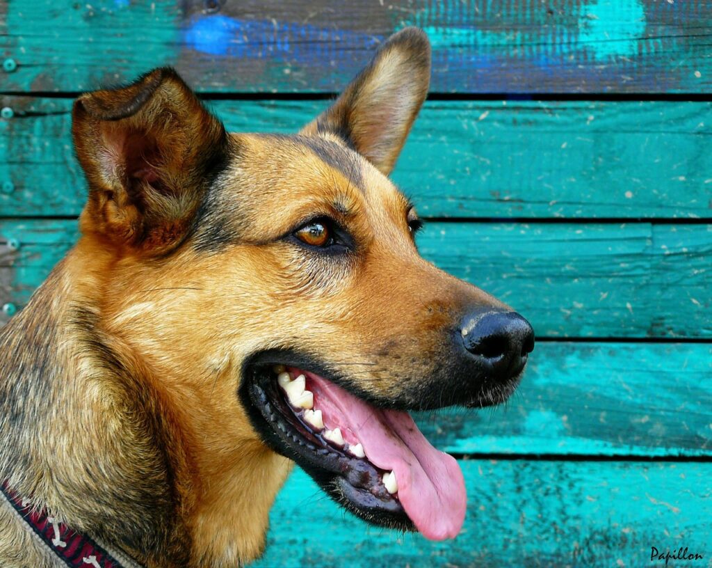 german shepherd dog with teeth showing