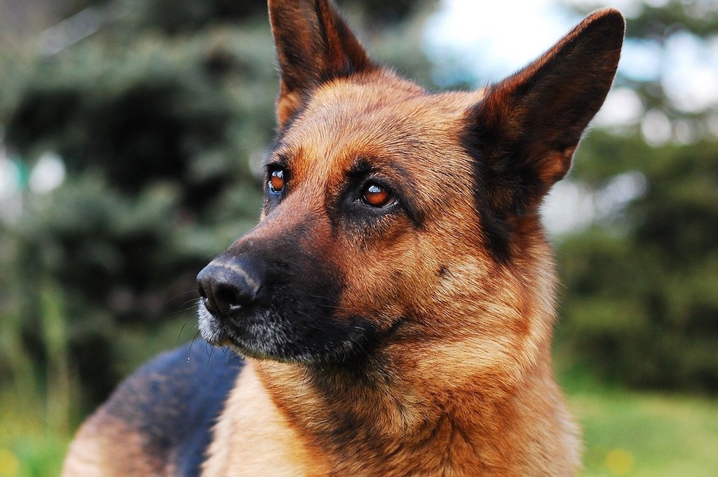 german shepherd dog - the most intelligent dog breeds