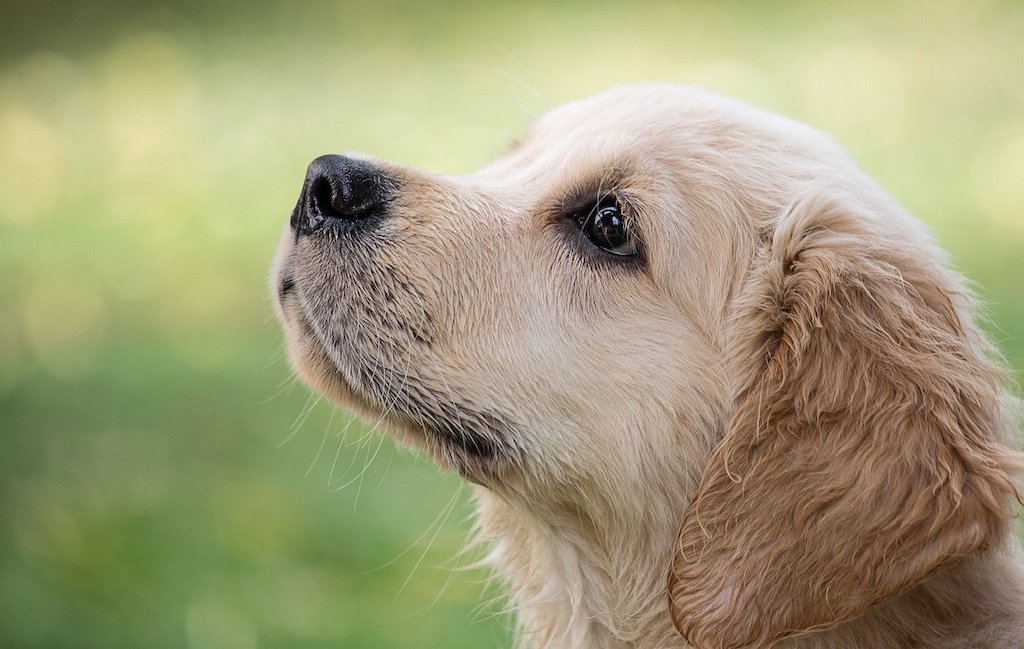 golden retriever puppy dog breed