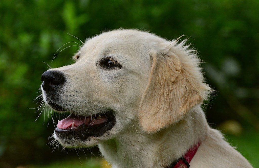 golden retriever - the most intelligent dog breeds