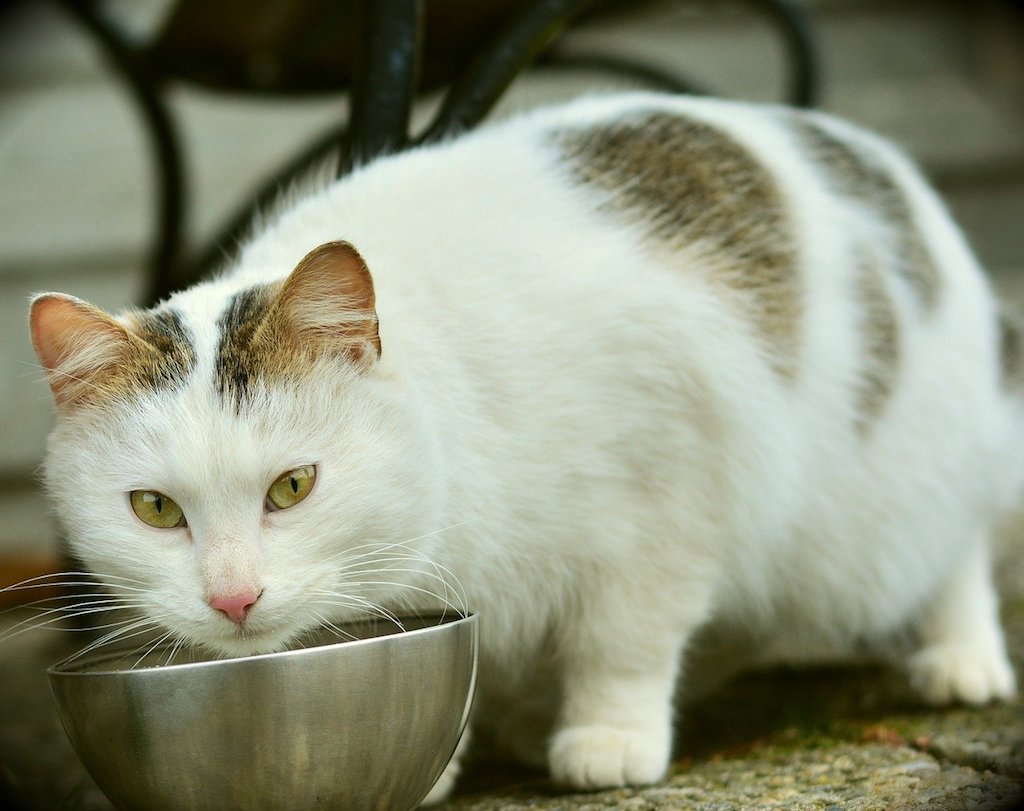 how to prevent cat obesity - fat overweight cat