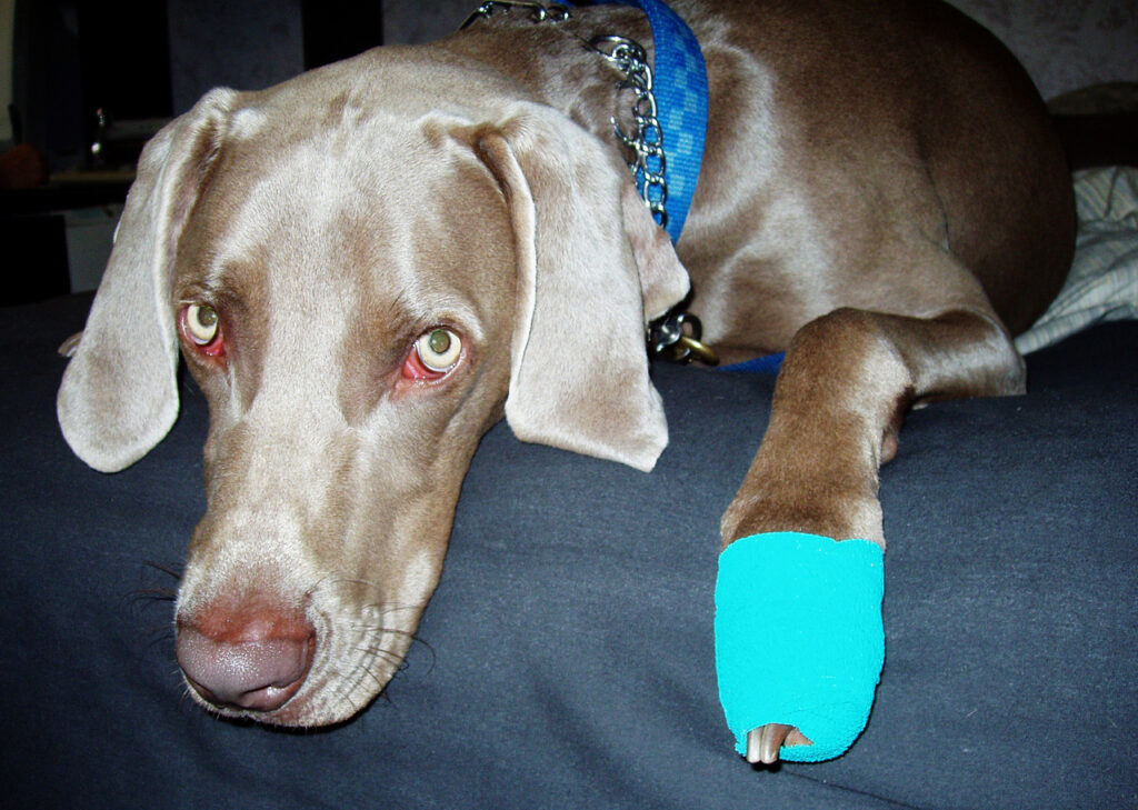 does my dog need a health insurance plan - injured dog with a bandaged paw